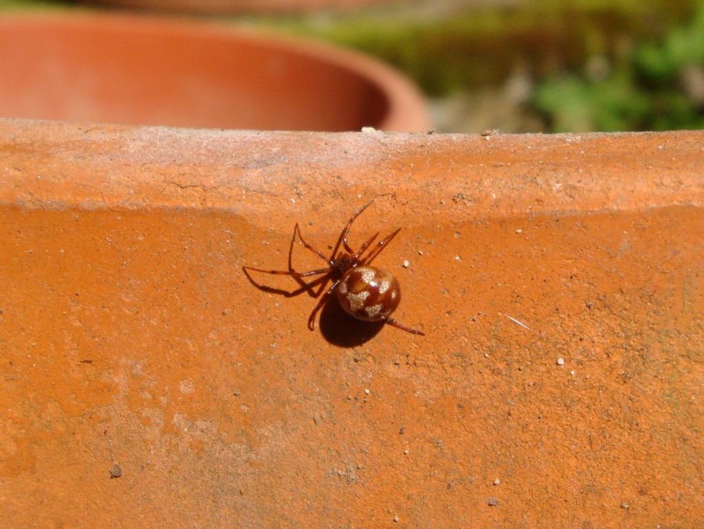 Steatoda triangulosa - S Giuliano N. (AL)